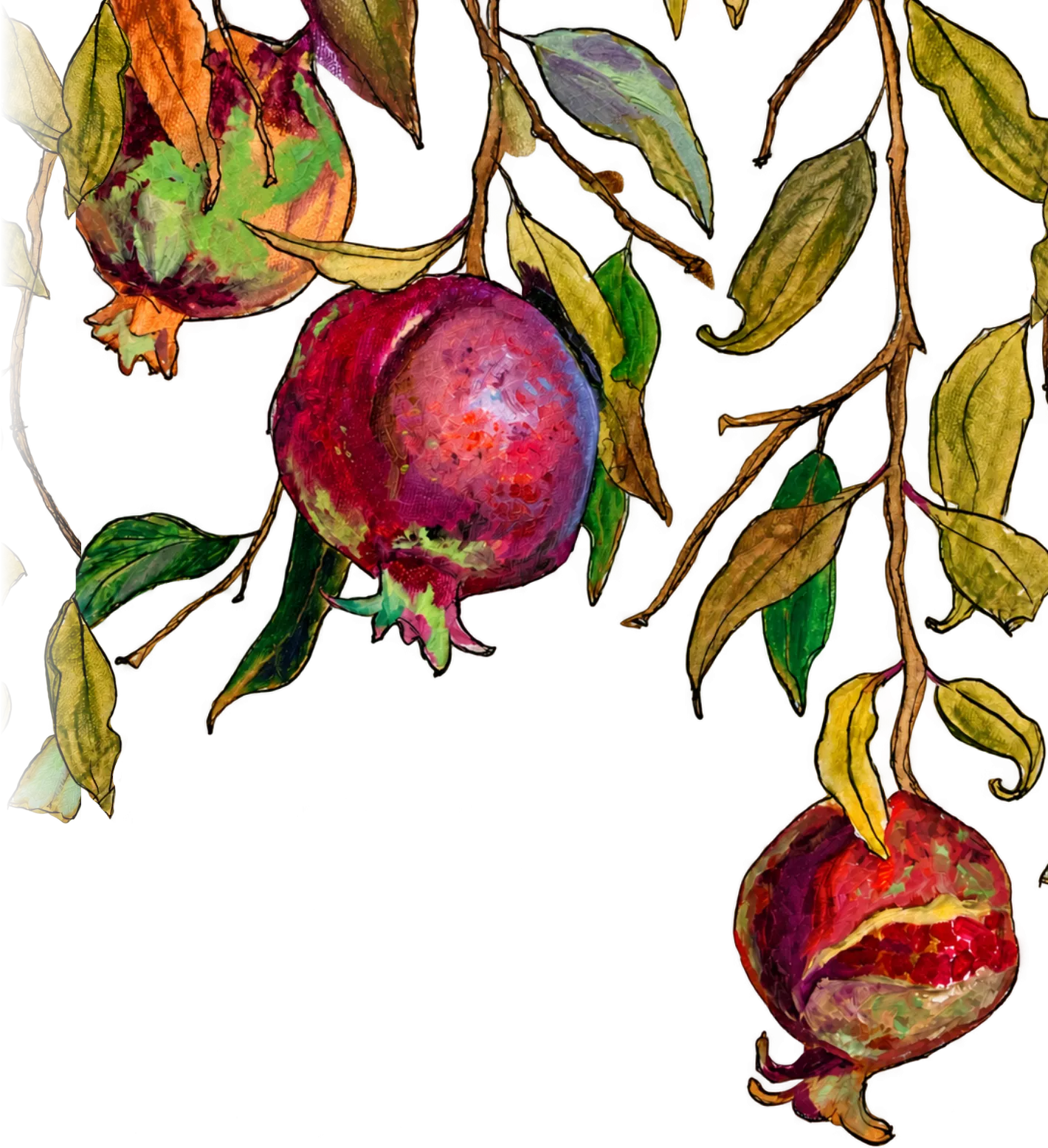 Botanical and food illustration